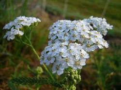 achillée millefeuille