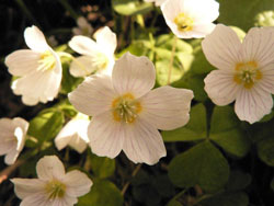 oxalis petite oseille