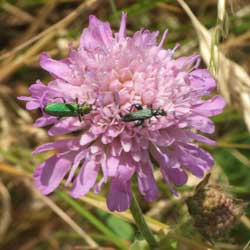 scabieuse colombaire