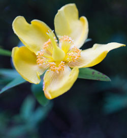 millepertuis à grandes fleurs