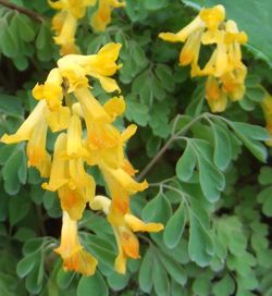 corydale jaune