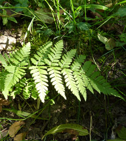 dryoptéris de la Chartreuse
