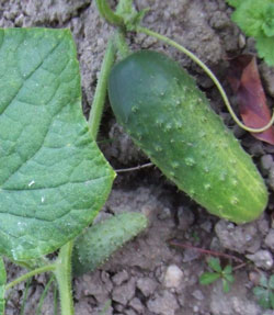 cornichon