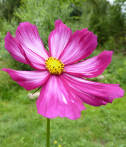 cosmos