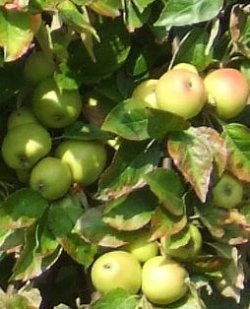 pommier