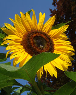 tournesol