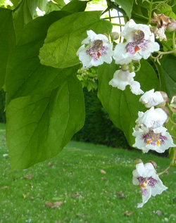 catalpa