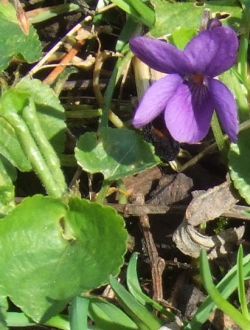 violette odorante