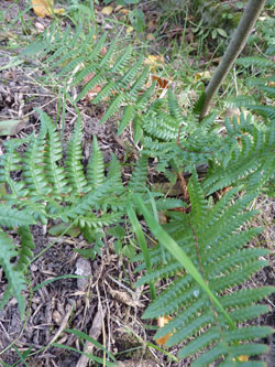 dryoptéris voisin