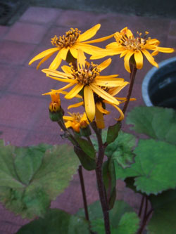 ligulaire
