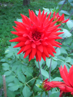 dahlia cactus