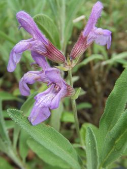 sauge officinale