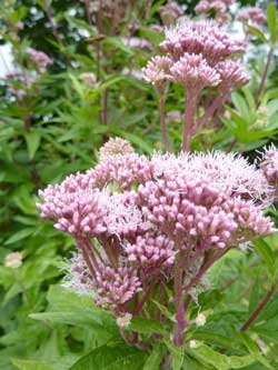 eupatoire chanvrine eupatoire chanvrine