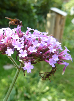 verveine de Buenos Aires