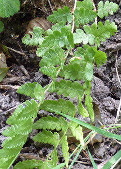dryoptéris à crêtes