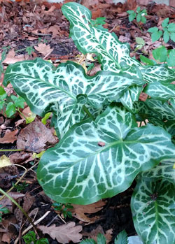 arum d'Italie