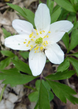 anémone des bois