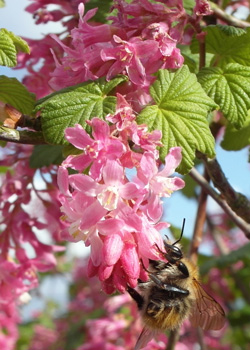groseillier à fleurs