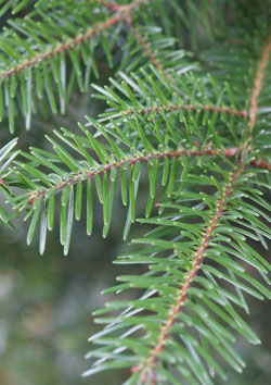 sapin pectiné