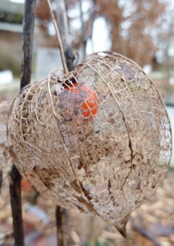 physalis