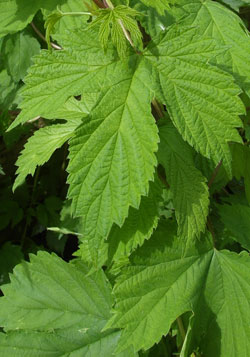 houblon