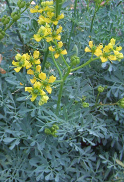 rue officinale