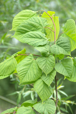 tilleul à grandes feuilles