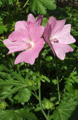 mauve musquée
