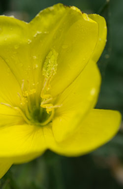 onagre à grandes fleurs