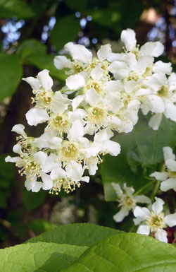 merisier à grappes
