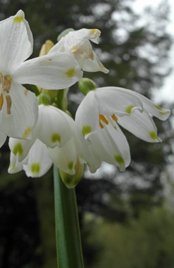 nivéole d'été