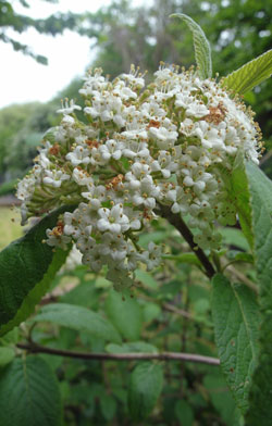 viorne mancienne