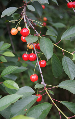 cerisier acide