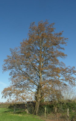 aulne de Corse