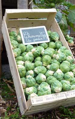 chou de Bruxelles