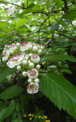 aubépine à feuilles de prunier