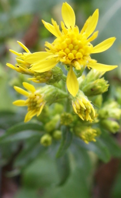 verge d'or verge d'or