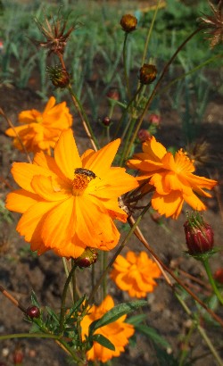 cosmos jaune cosmos jaune