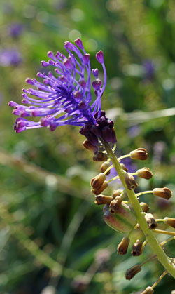 muscari à toupet