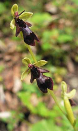 ophrys mouche