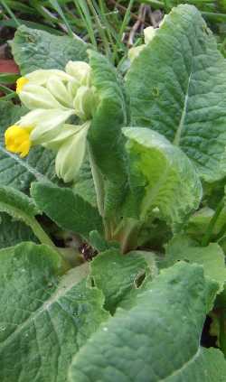 primevère officinale