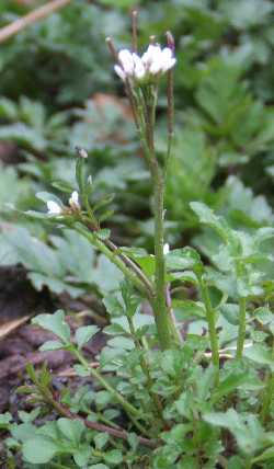 cardamine hérissée