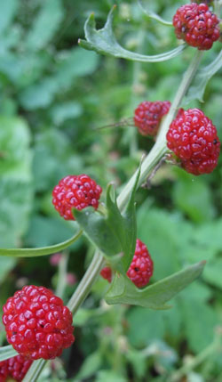 épinard-fraise épinard-fraise