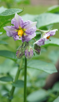 pomme de terre