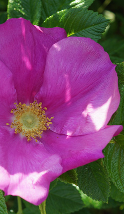 rosier rugueux