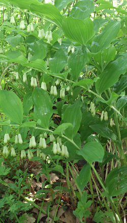 sceau de Salomon multiflore