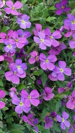 aubriète