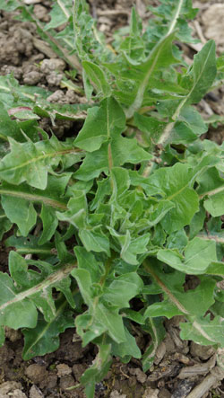 chicorée annuelle