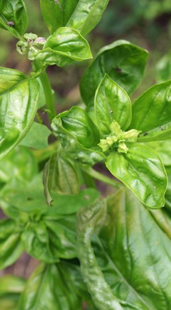 basilic