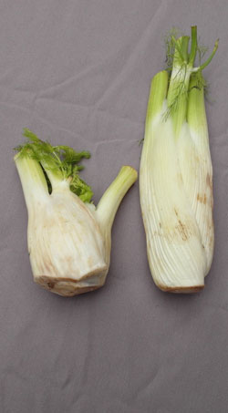 fenouil à bulbe